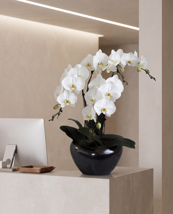 蝴蝶花盛开| Table Centrepiece Singapore | Windflower Florist