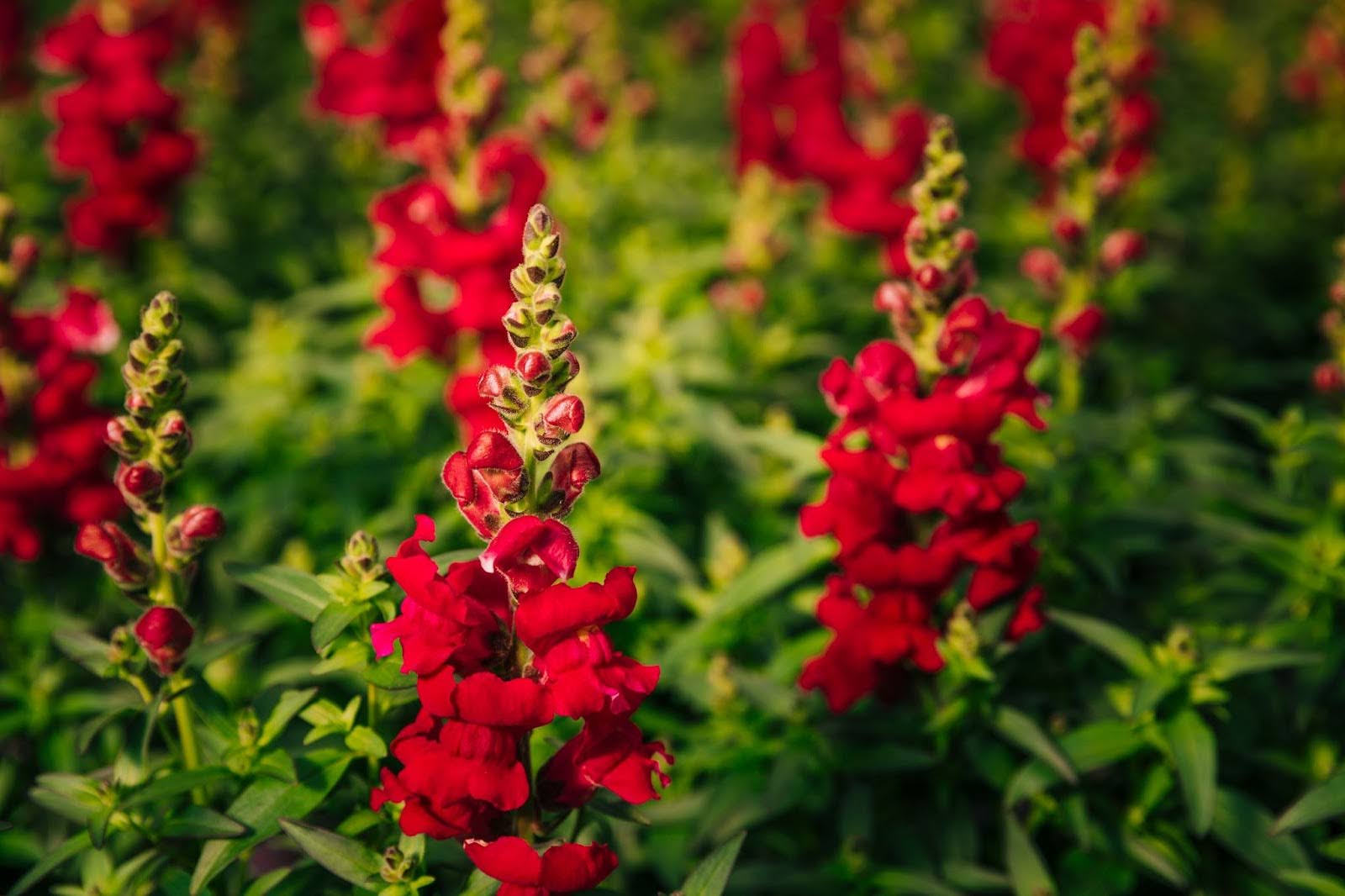 10 Stunning Flowers That Look Like Foxglove For Your Home