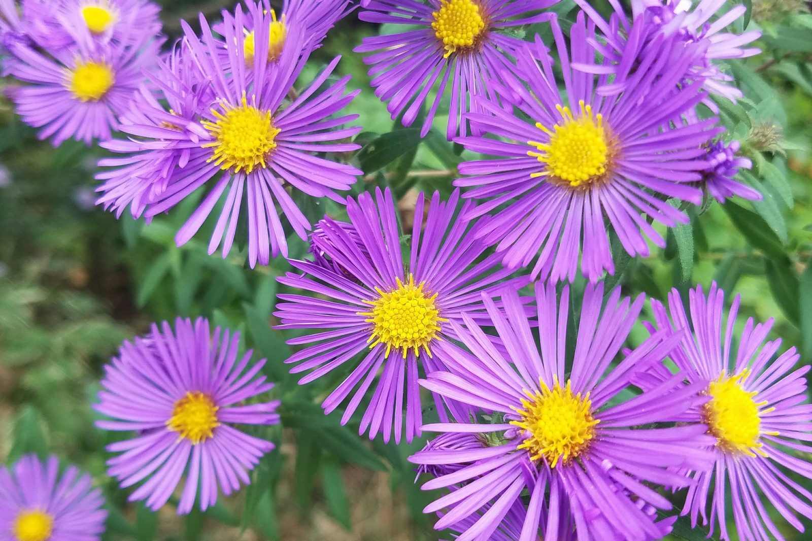 10 Types of Aster Flowers: A Guide for Singapore Homes