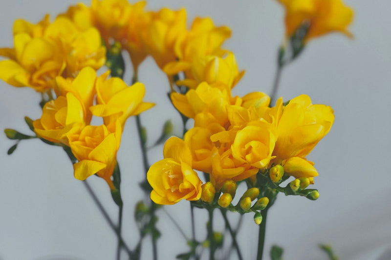 11 Beautiful Types Of Freesia & How To Care For Them