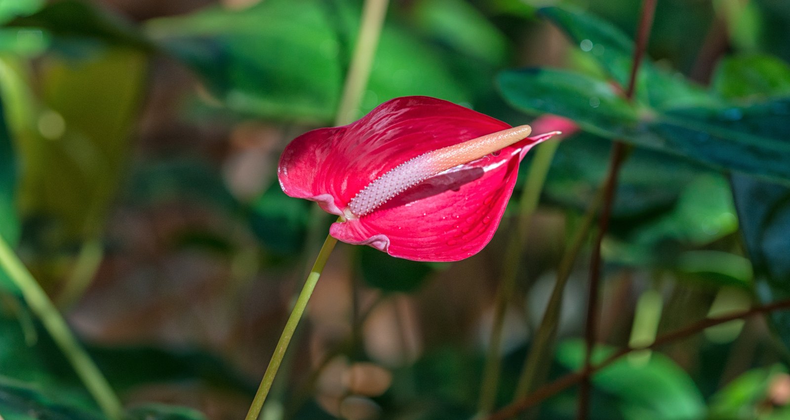 11 Best Types Of Anthurium For Your Next Hand Bouquet