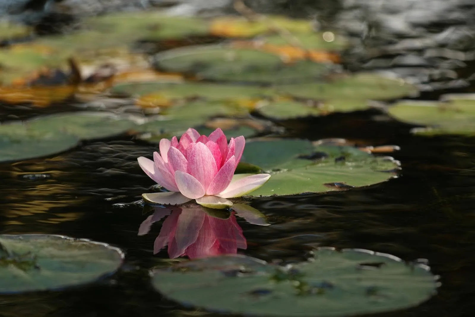 11 Flowers Used For Religious And Cultural Events