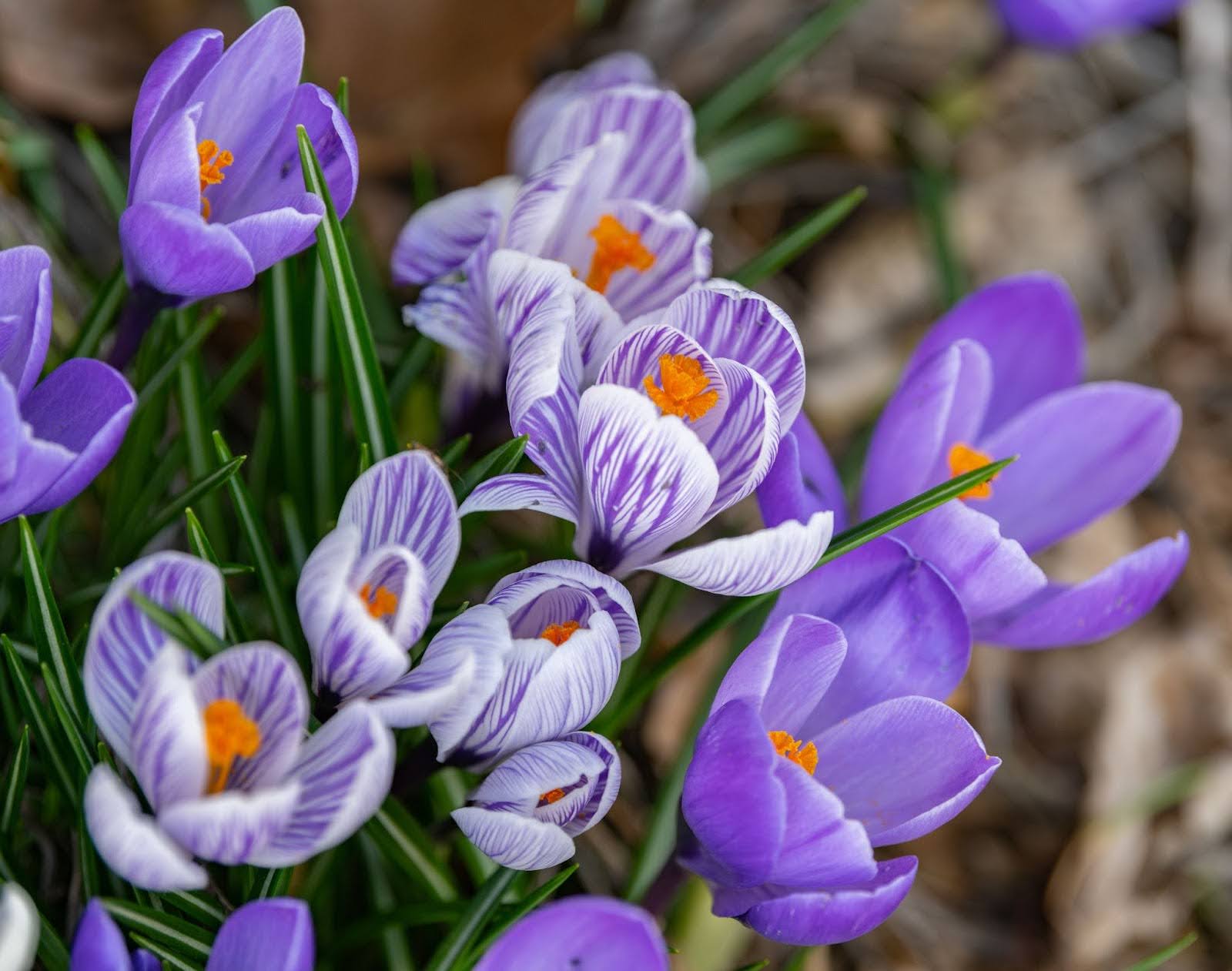 11 Stunning Types Of Crocus To Grow In Singapore