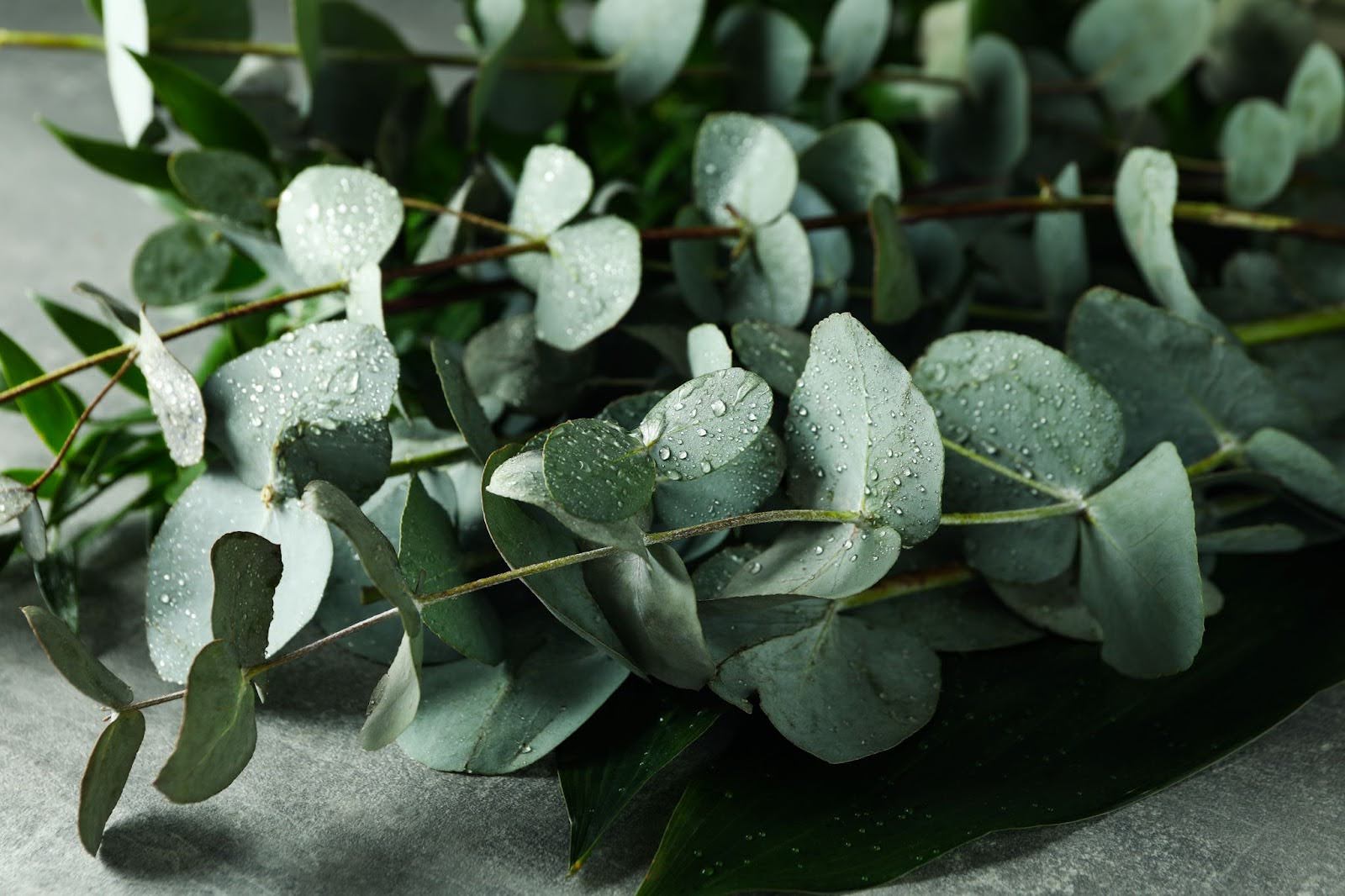 11 Types Of Eucalyptus For Stunning Home Decor & Bouquets