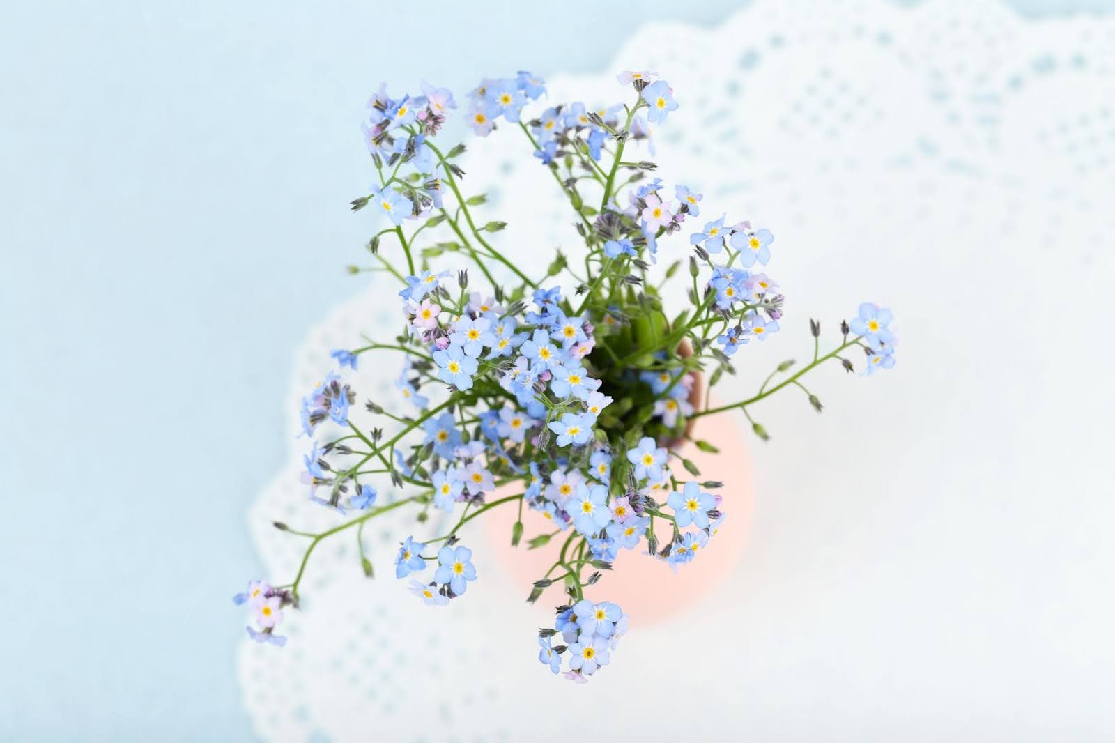 11 Types Of Forget-Me-Not Flowers: Your Guide To Tiny Blooms
