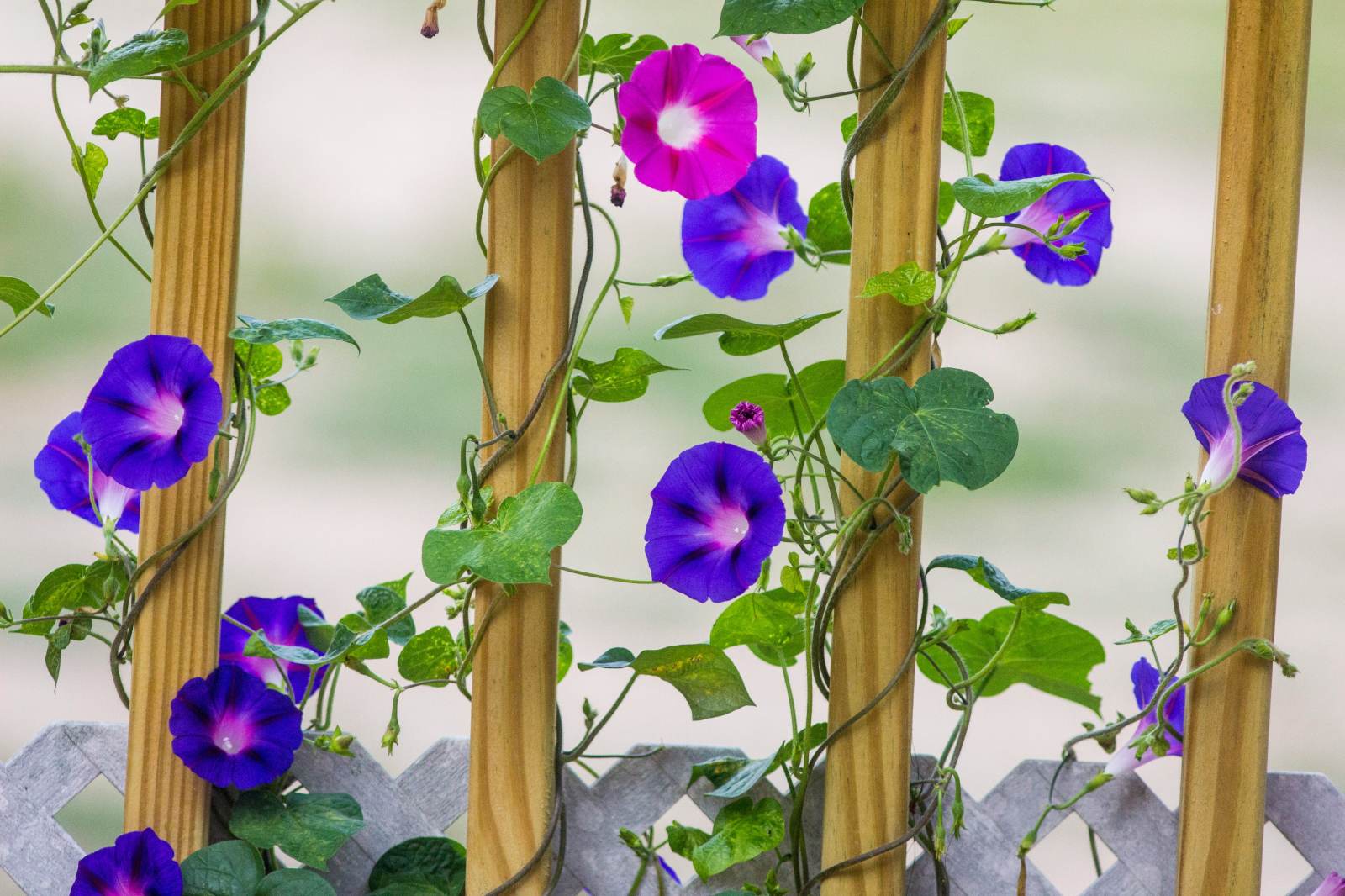 12 Best Types Of Morning Glory In Singapore