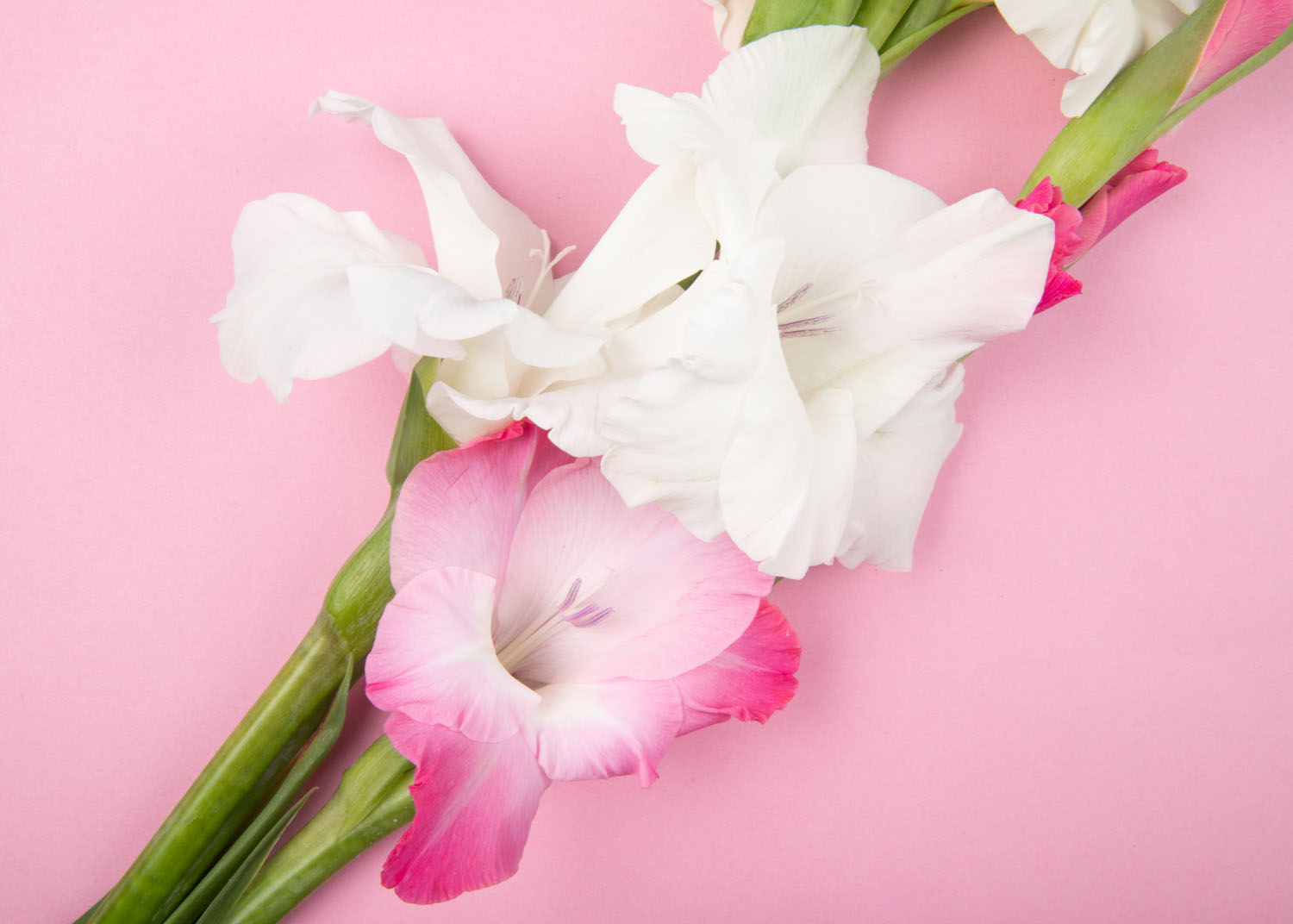 12 Types of Gladiolus Flowers And What Makes Each Unique