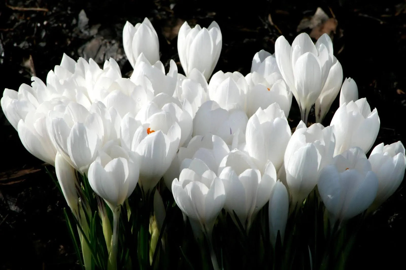 15 Flowers That Look Like Tulips: Lovely Options You’ll Love