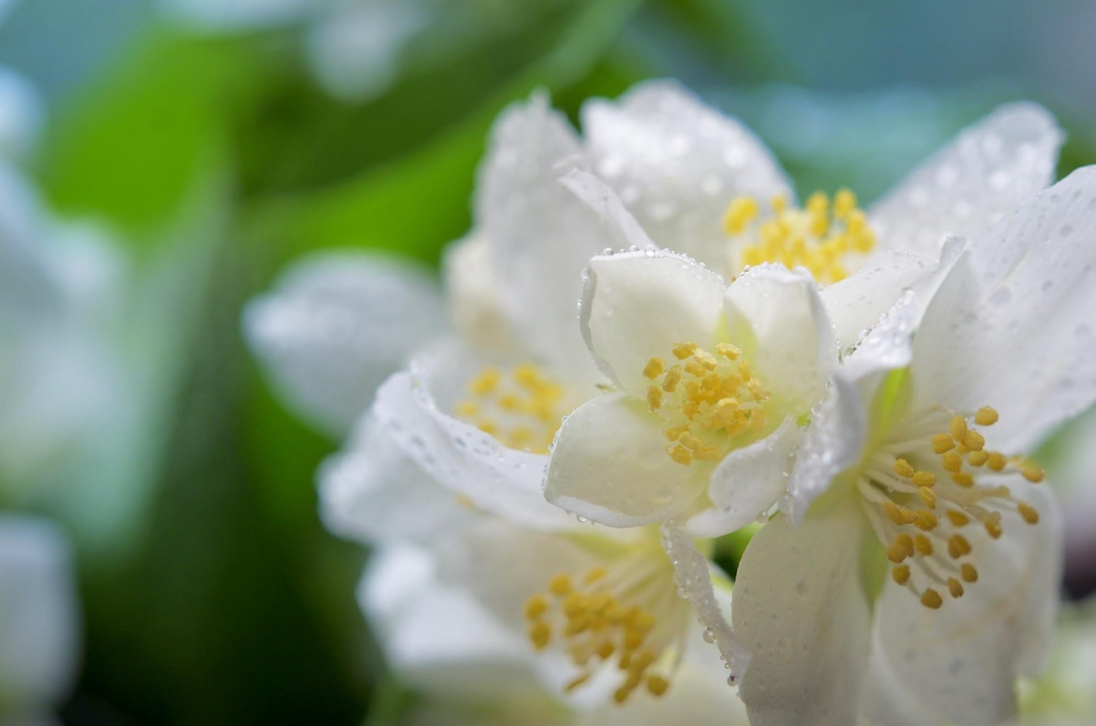 17 Different Types Of Jasmine Flowers: A Guide To Fragrant Blooms