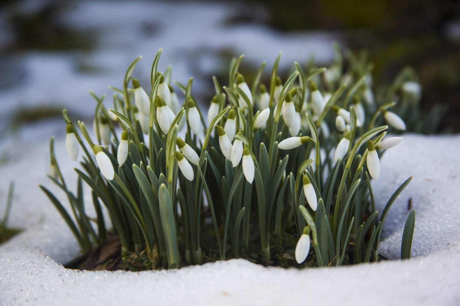 17 Lily Of The Valley Look Alikes For Your Home