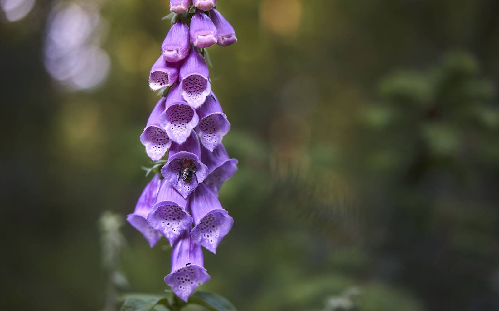 19 Types Of Foxgloves For Your Garden Oasis In Singapore