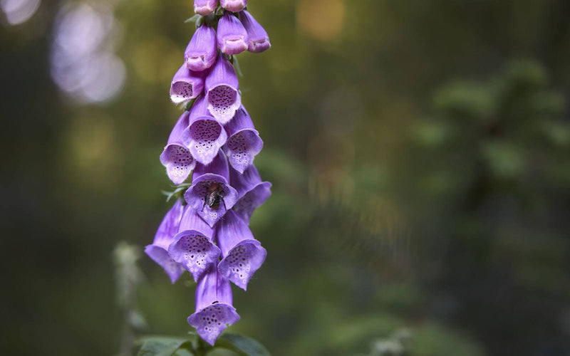 19 Types Of Foxgloves For Your Garden Oasis In Singapore