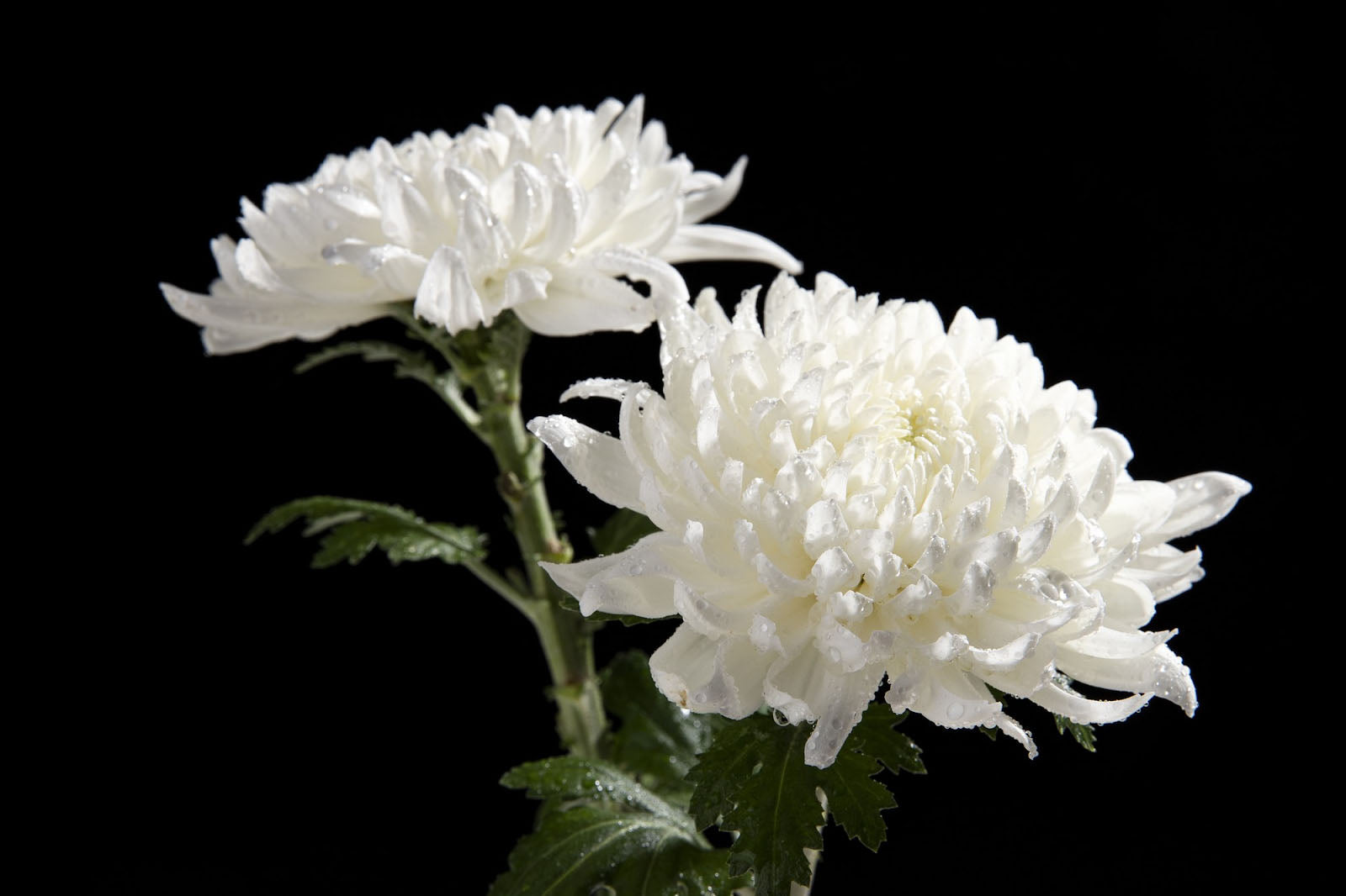 20 Flowers That Look Like Chrysanthemums