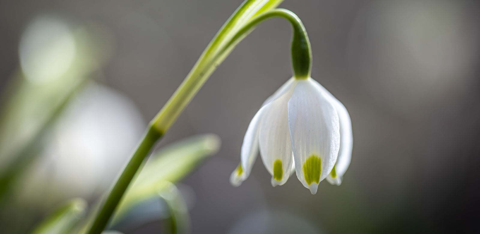 20 Lovely Types Of Lily Of The Valley For Your Home