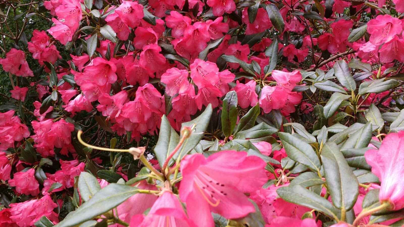 22 Types of Azalea for Home Gardens and Fresh Cut Flowers