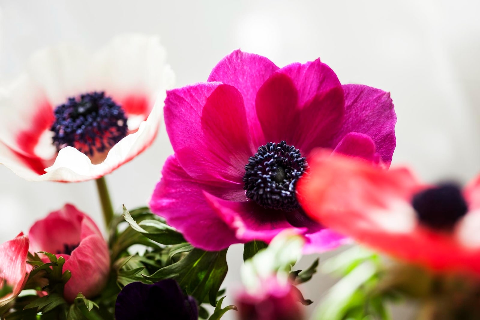 23 Types Of Anemone Flowers To Grow Or Share From the Heart