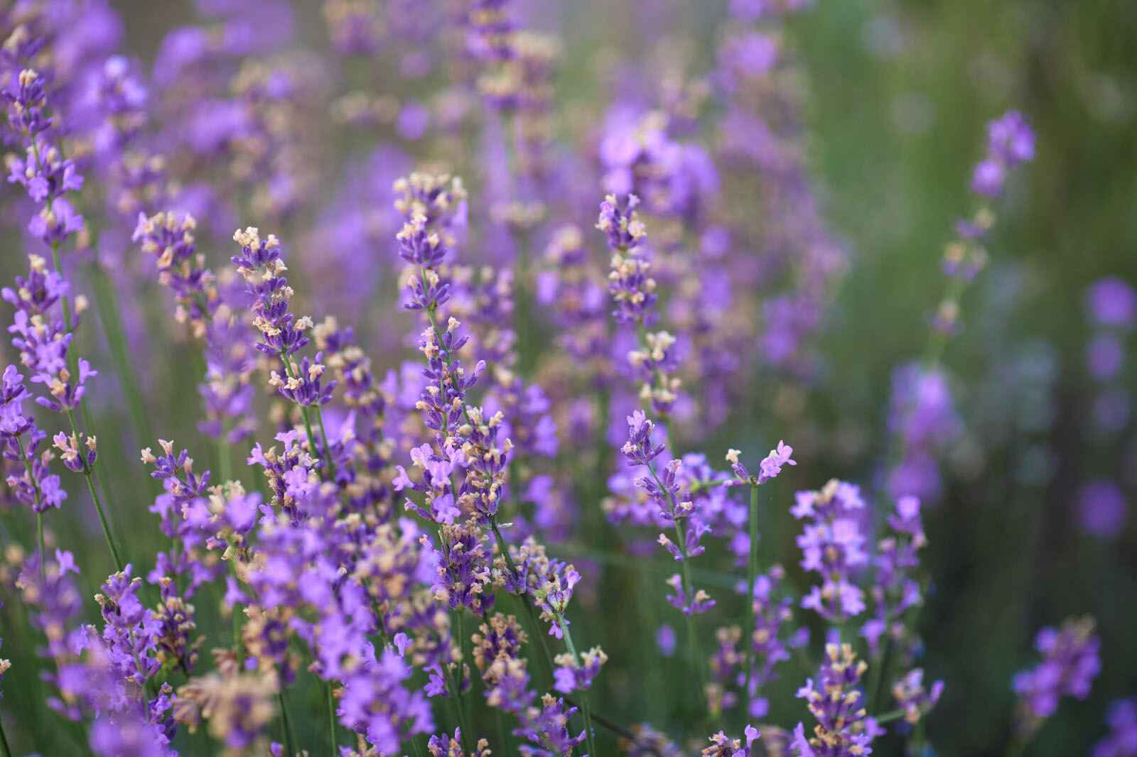 25 Different Types Of Lavender Flowers And Their Differences