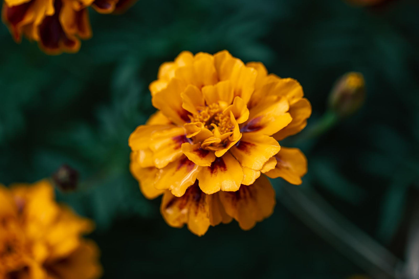 30 Different Types Of Marigold Flowers & Its Characteristics