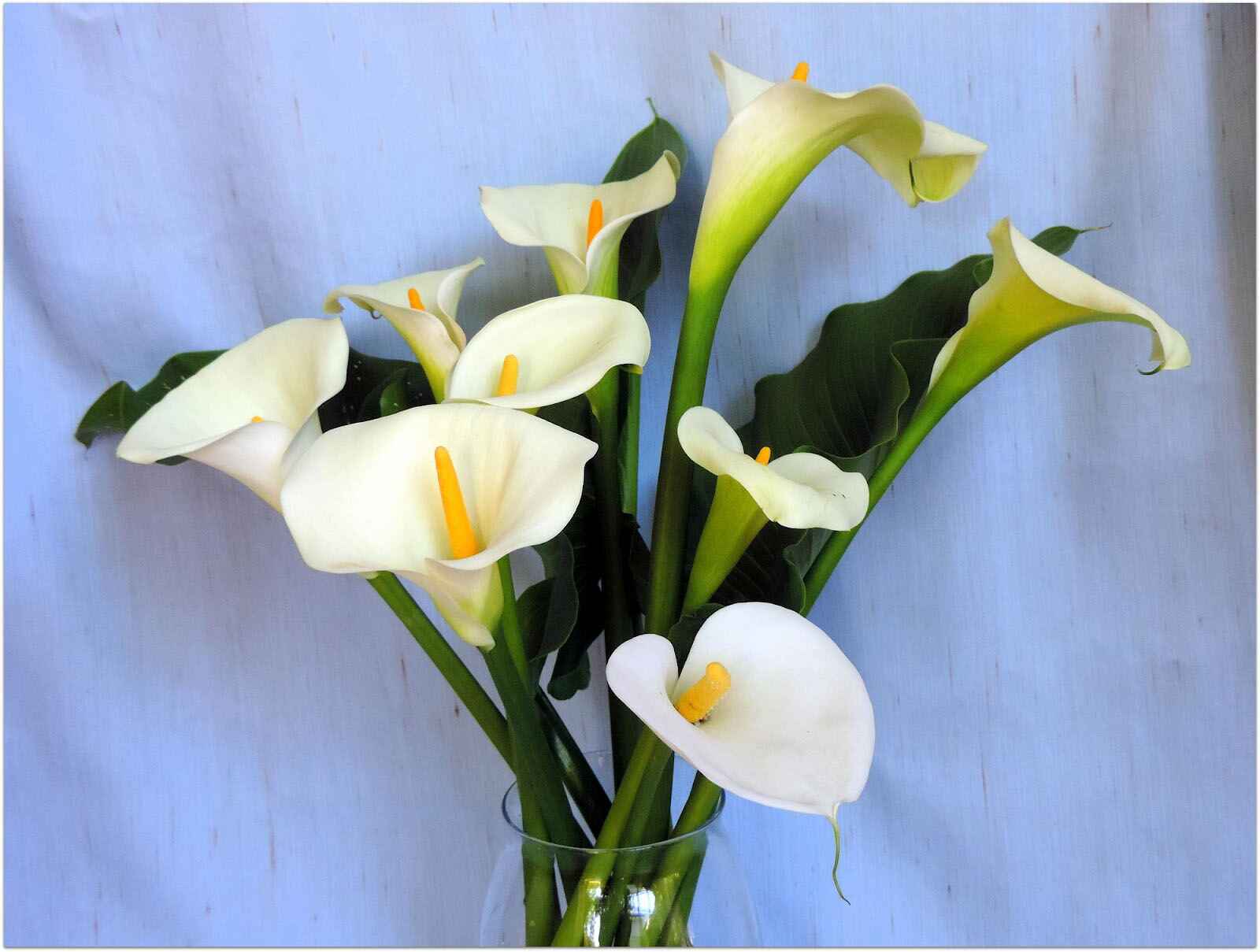 30 Flowers That Look Like Calla Lily & How To Tell The Difference