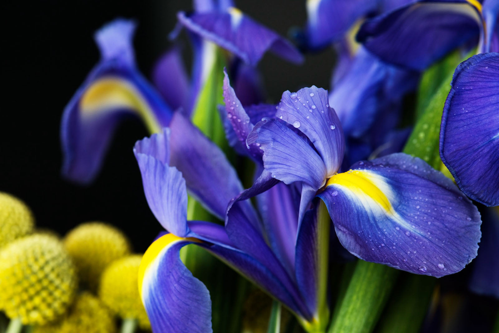 30 Flowers That Look Like Iris And Their Unique Characteristics