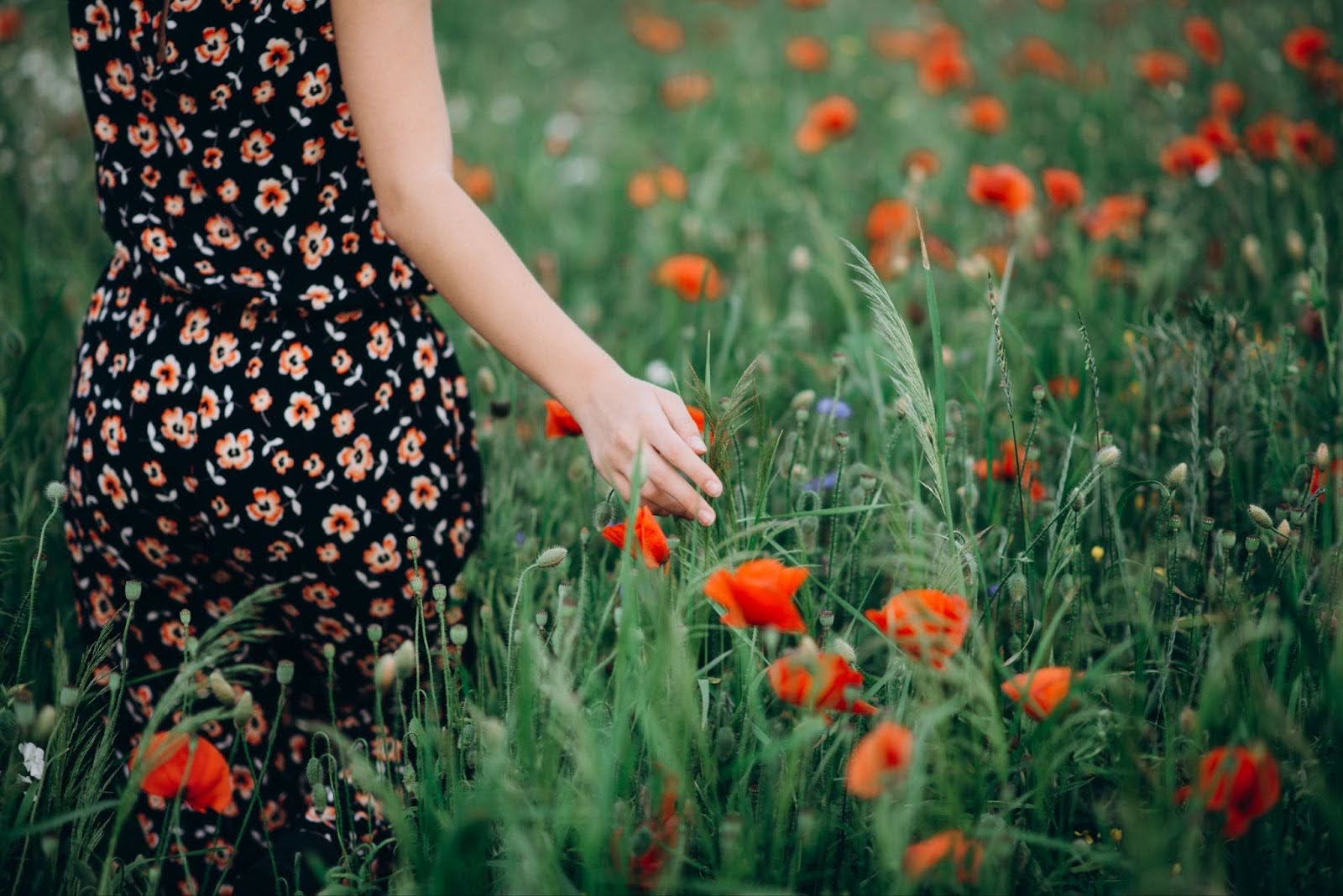 30 Types of Poppy Flowers With Eye-Catching Blooms