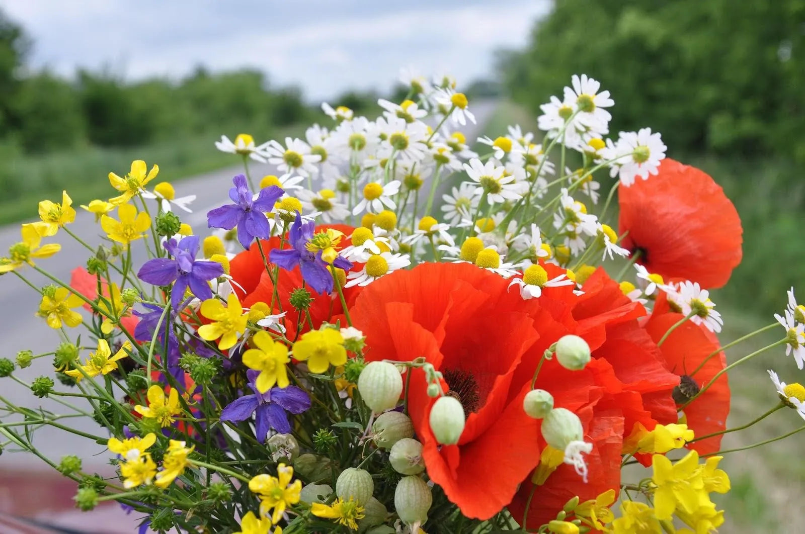 31 Wild Flowers In Singapore To Inspire Your Next Arrangements