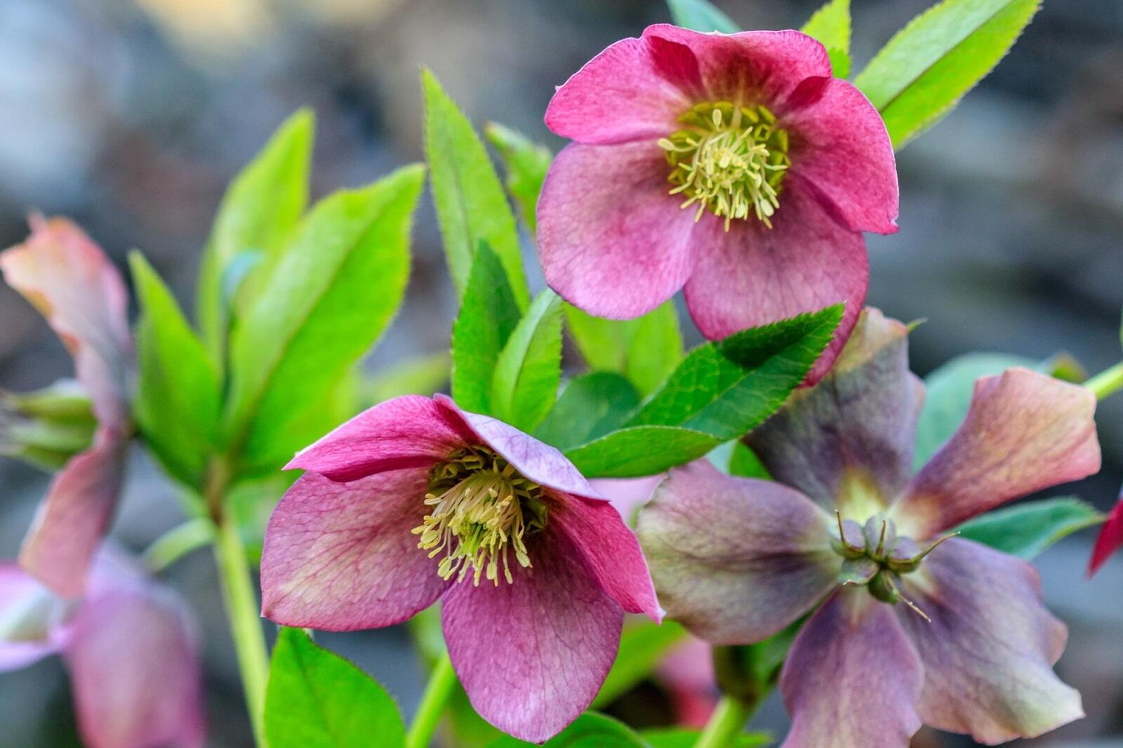 33 Types Of Hellebore Flowers To Add Year-Round Charm