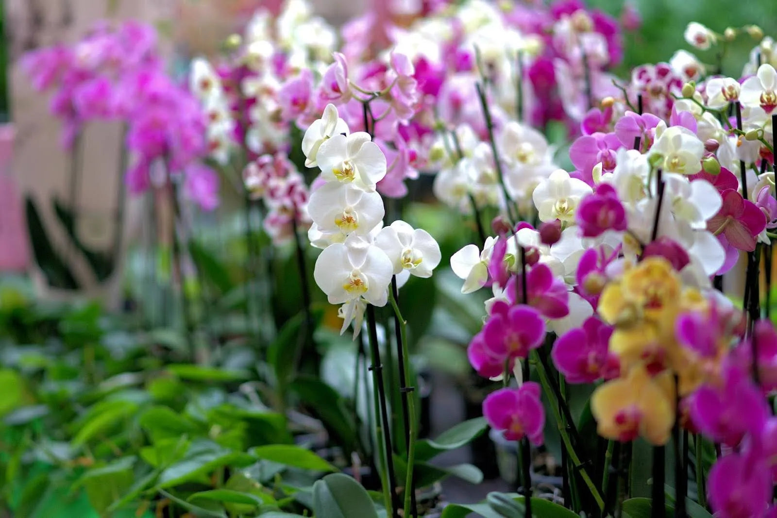37 Exotic Flowers To Make Your Next Gift Unforgettable