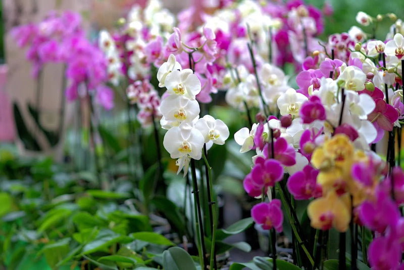 37 Exotic Flowers To Make Your Next Gift Unforgettable