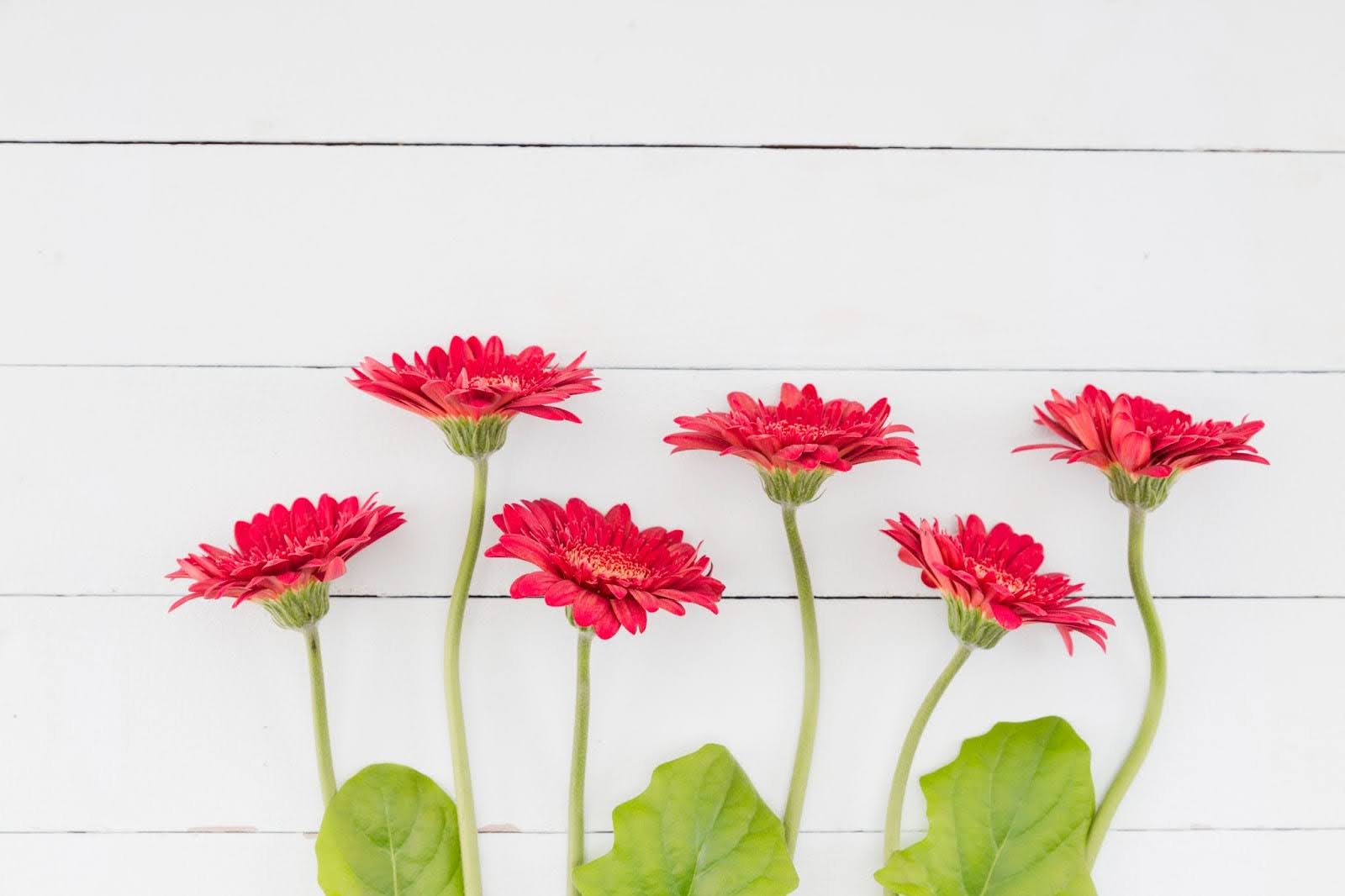 45 Types Of Zinnia Flowers To Grow, Gift, Or Admire