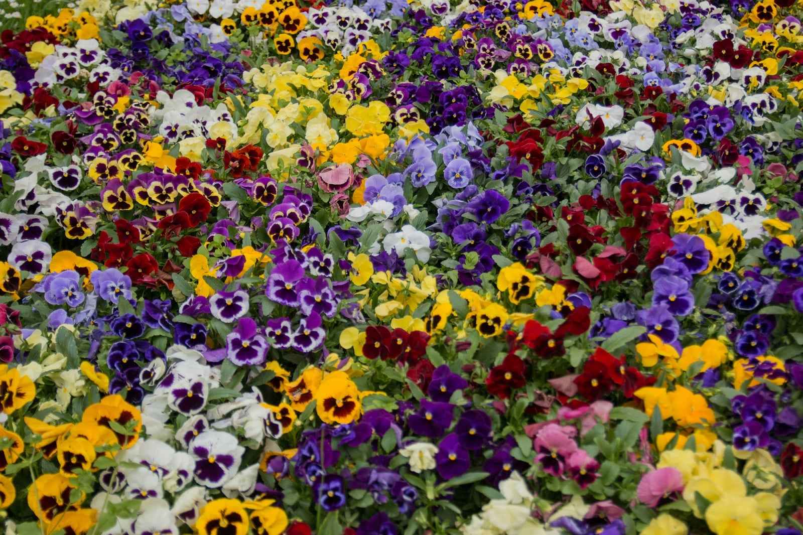 51 Pansy Types By Colour, Size, And Growth Style
