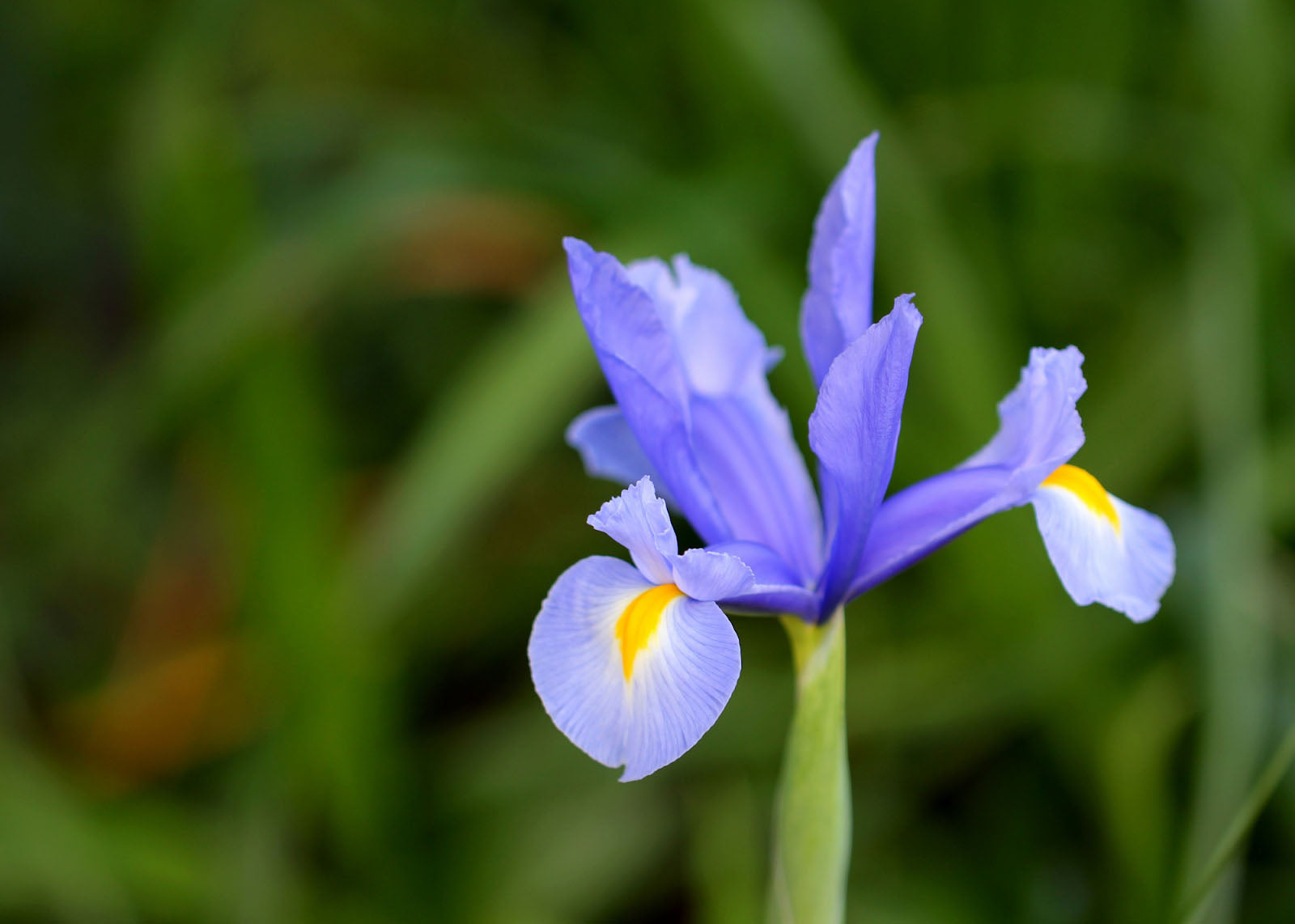 51 Stunning Types Of Iris Flowers That You Should Know