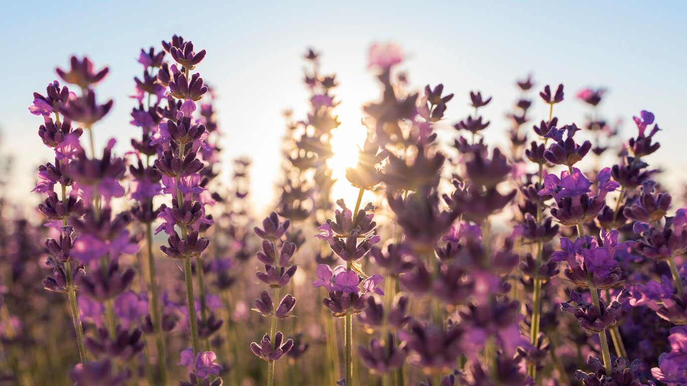 57 Flowers That Look Like Lavender And How To Identify Them