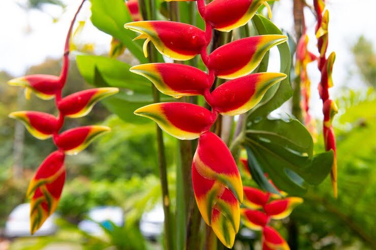 5 Beautiful Flowers That Look Like Bird Of Paradise
