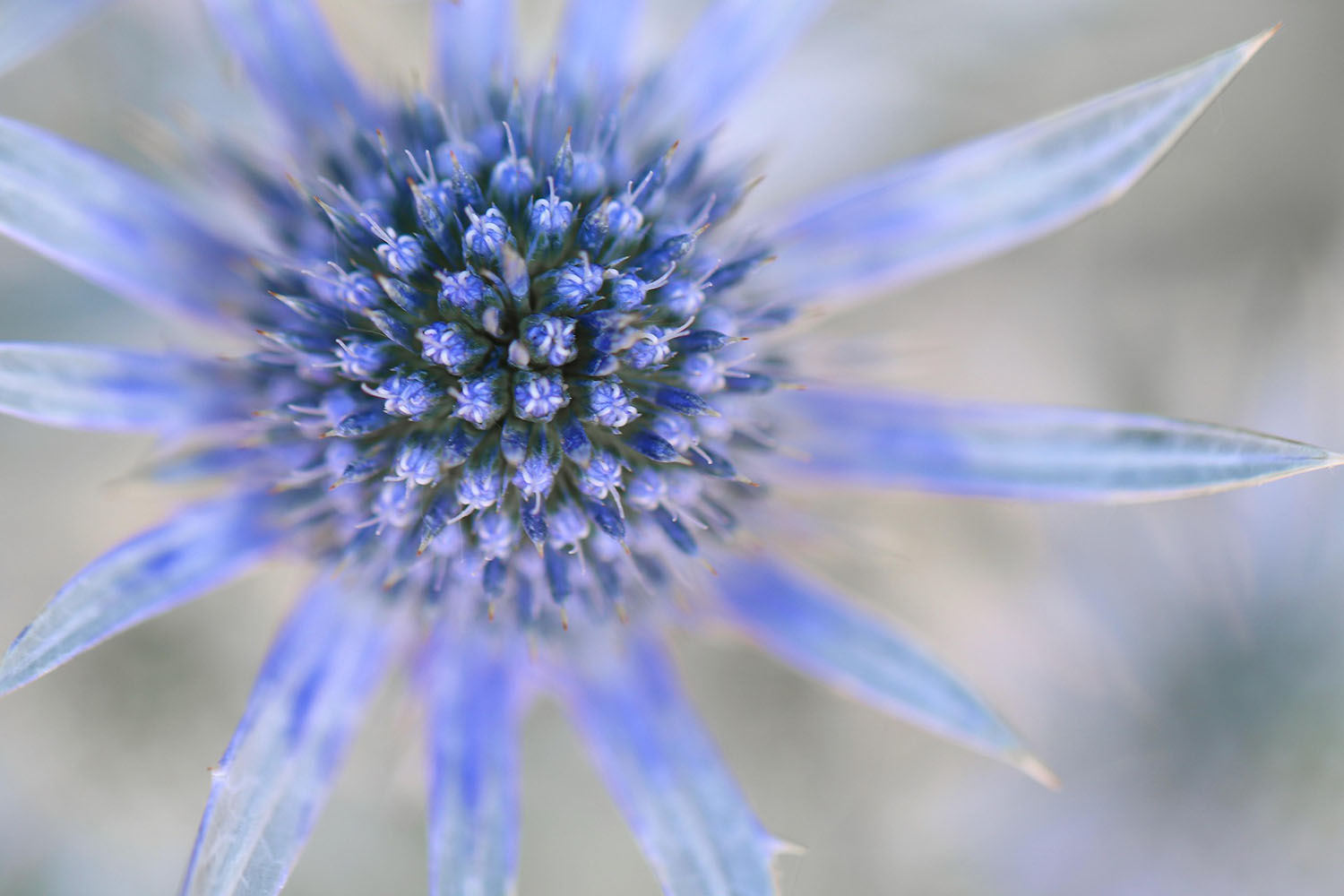 6 Eryngium Varieties You’ll Want in Your Next Bouquet