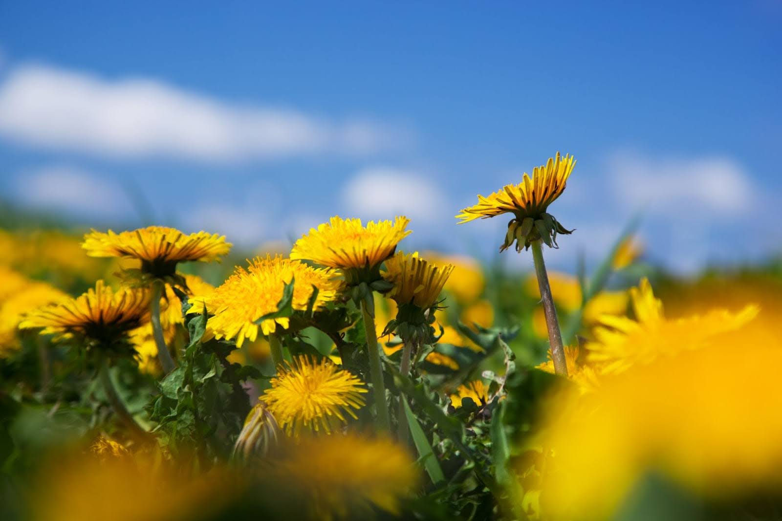 6 Types of Dandelion: Lovely Flower Varieties for Special Gifts