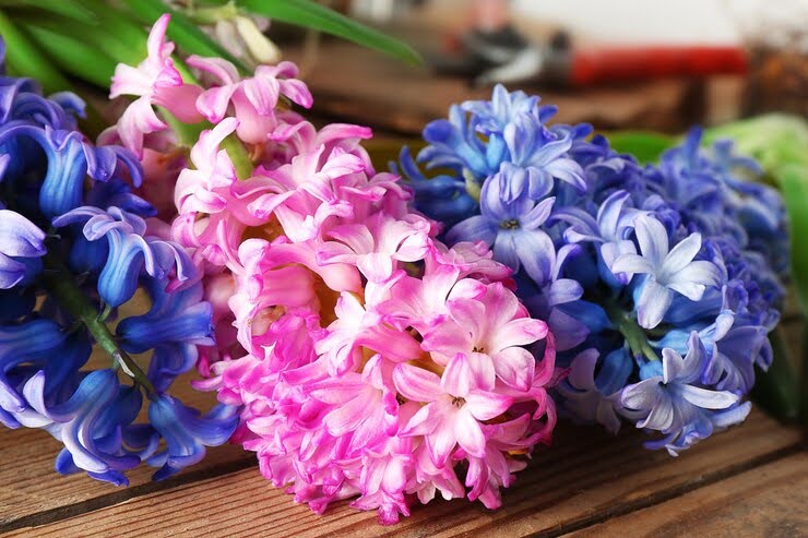 7 Beautiful Flowers That Look Like Hyacinth for Your Garden