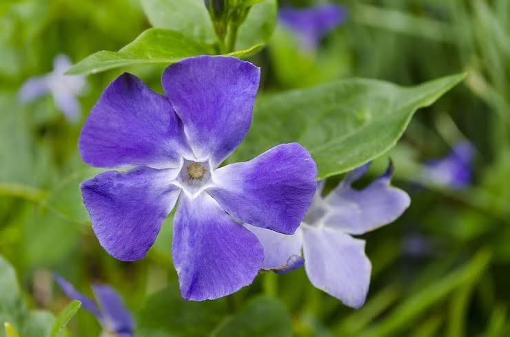 7 Beautiful Flowers That Look Like Periwinkle Flowers