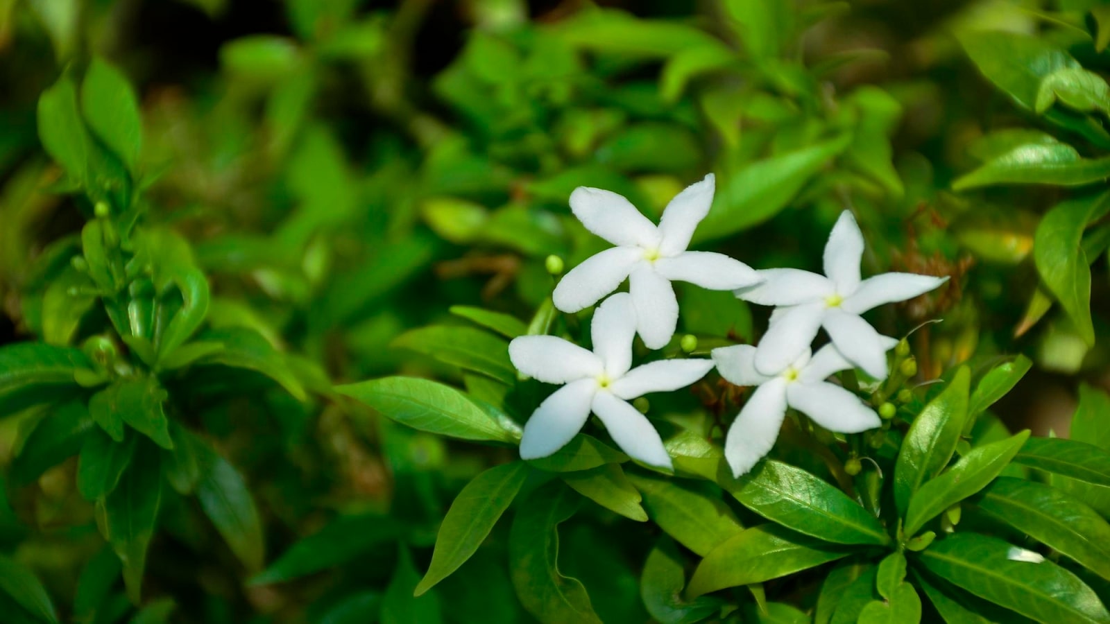 7 Flowers That Look Like Jasmine For Elegant White Blooms