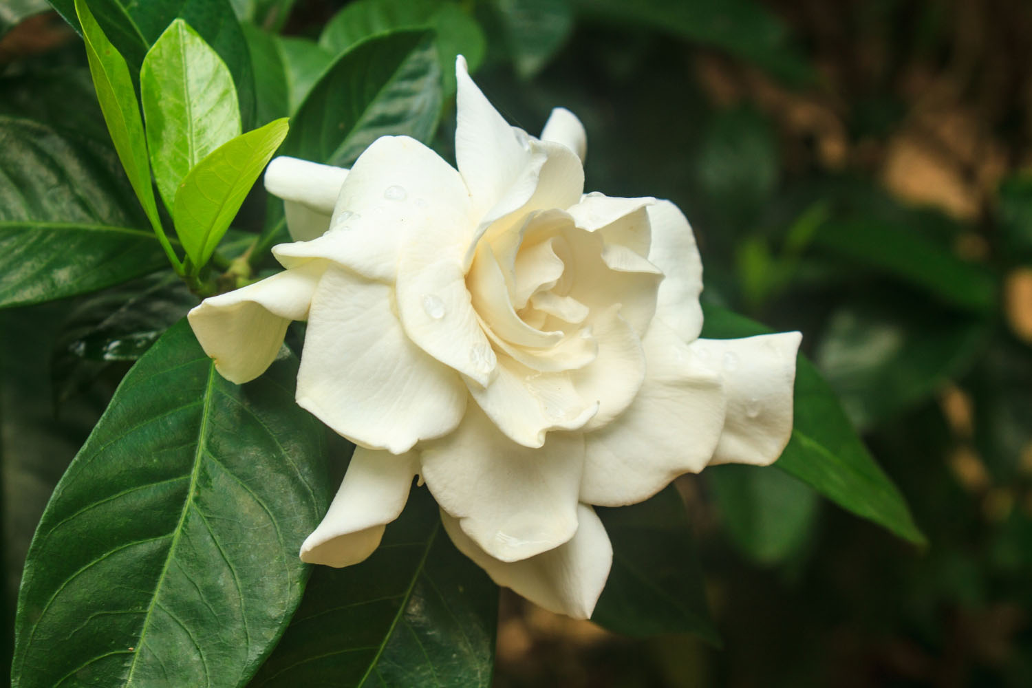 7 Most Beautiful Types Of Gardenia Flowers Today