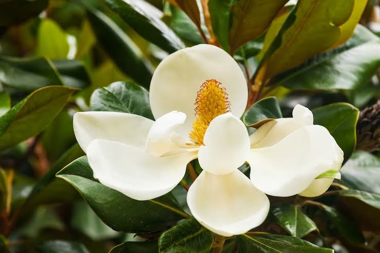 7 Most Beautiful Types Of Magnolia Flowers You Can Find Today