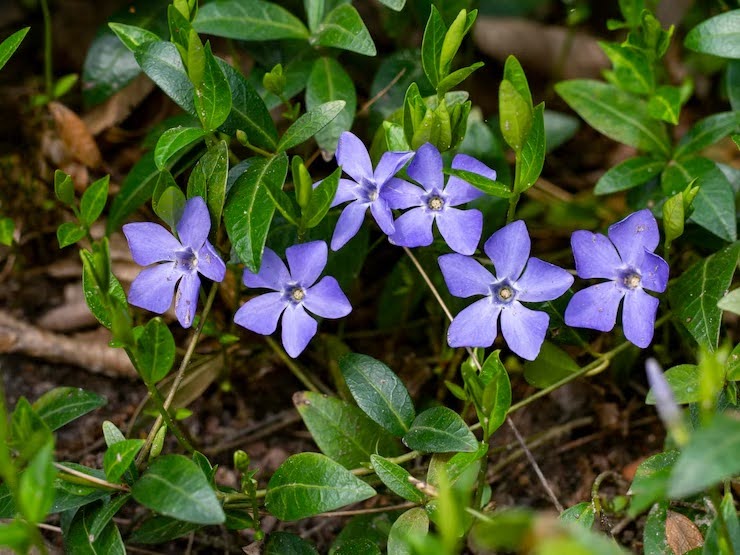 7 Types Of Periwinkle Flowers: A Guide For Every Flower Lover