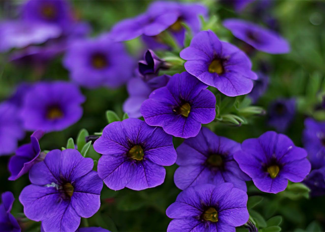 7 Types of Petunia That Are Easy to Grow and Gorgeous to See