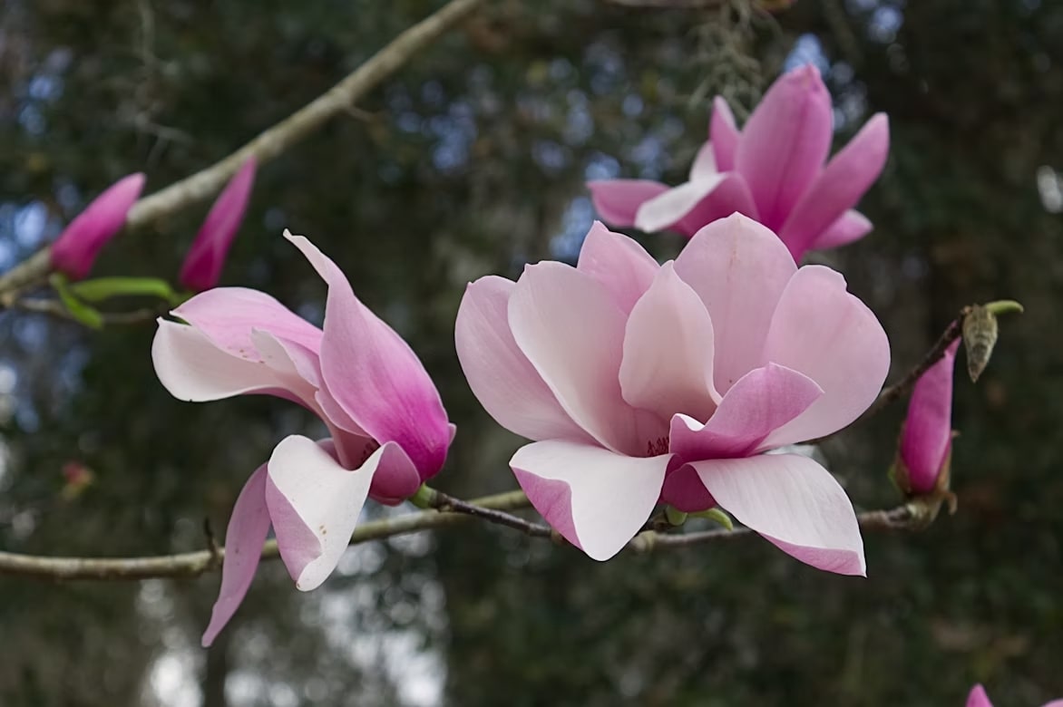8 Flowers That Look Like Magnolias: Elegant Alternatives To Try