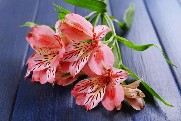 8 Most Popular Types Of Alstroemeria Flowers