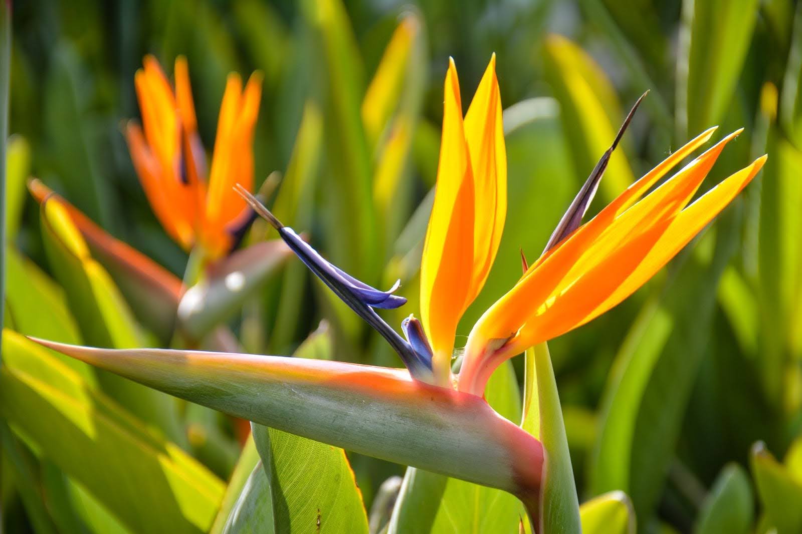 8 Types Of Bird Of Paradise: Your Complete Guide To Varieties