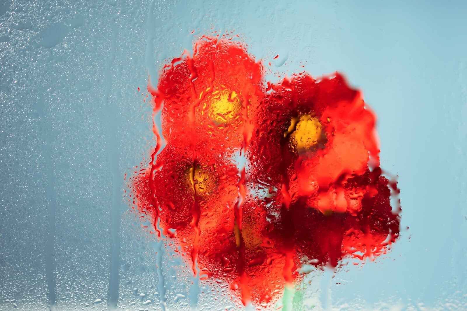 9 Flowers That Look Like Poppies You’ll Do A Double Take On