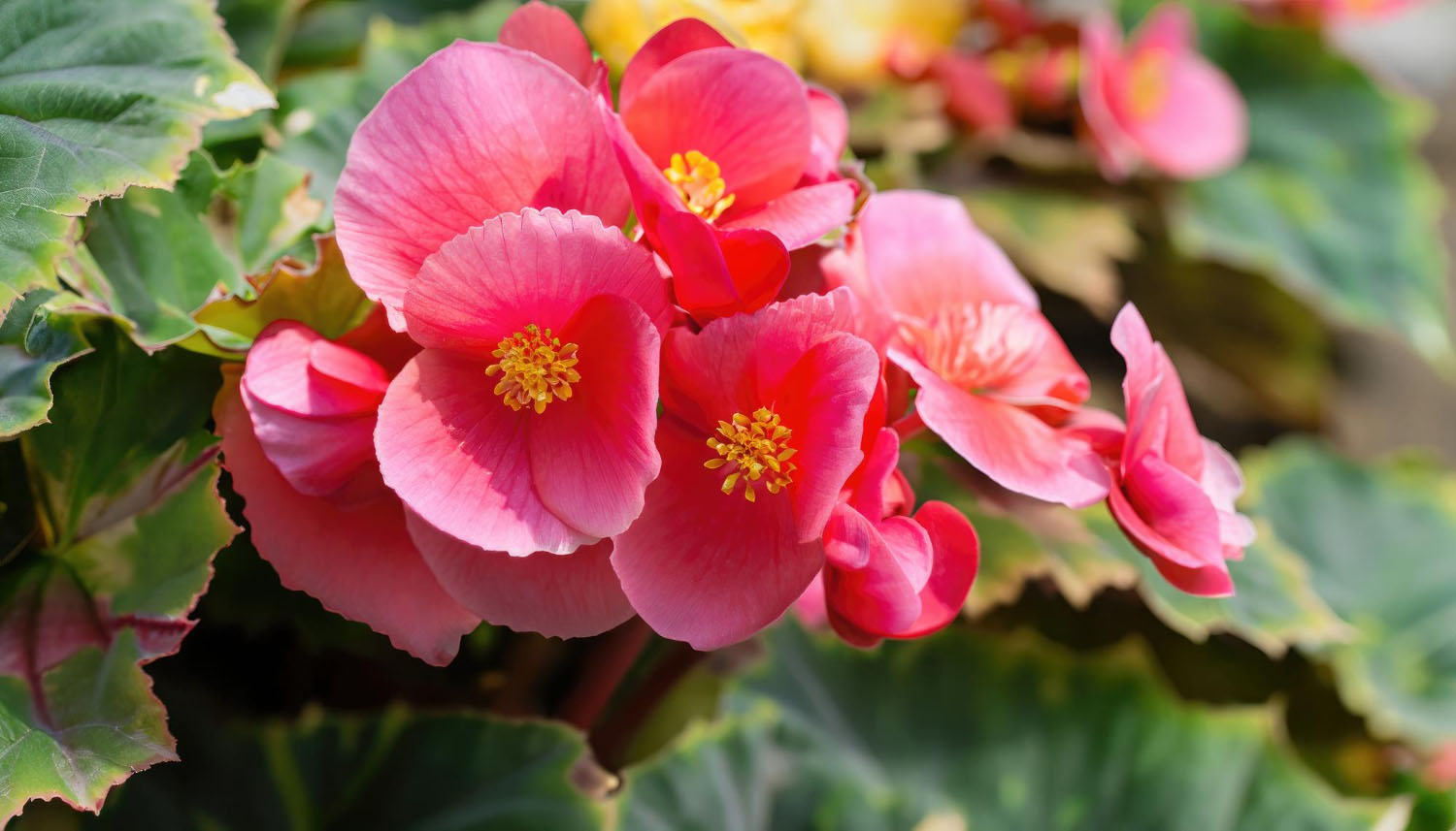 9 Gorgeous Types Of Begonia Flowers That Brighten Any Space