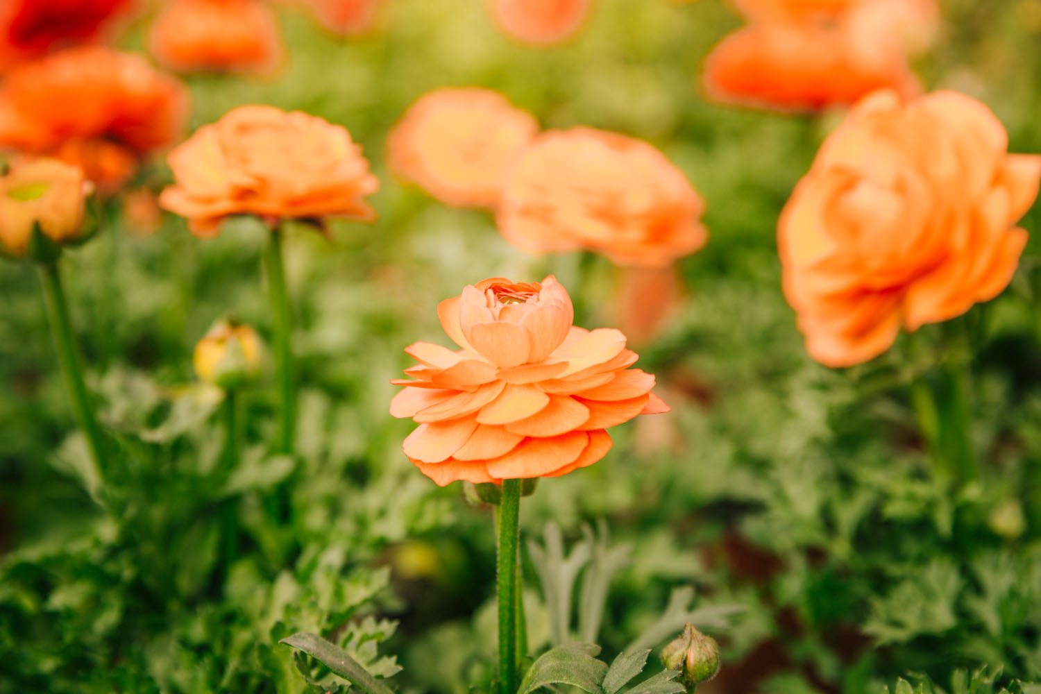 A Complete Guide To The Types Of Ranunculus Flowers