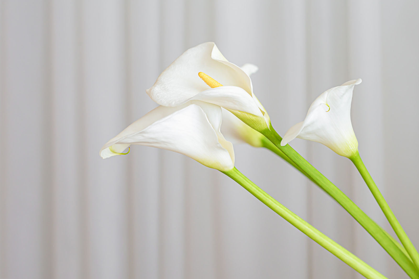 A Guide To 20 Different Types Of Calla Lily & Its Unique Features
